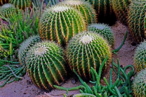 仙人掌人|仙人掌（仙人掌科仙人掌属植物）